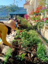 Tập thể cán bộ, giáo viên, nhân viên học sinh trường PTDTBT TH Keo Lôm tổ chức trồng cây đầu xuân năm 2022